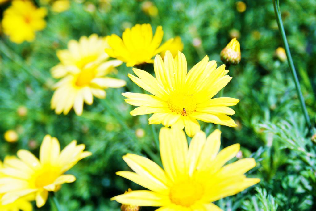 Parla Apart Hotel Çeşme Esterno foto